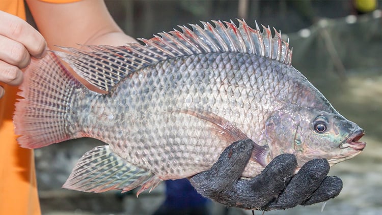 Đặc điểm ẩm thực của cá rô phi