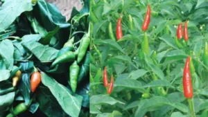 Hướng Dẫn Nấu Canh